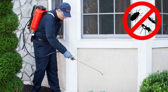 Bolu Böcek ve Haşere İlaçlama böcek ilaçlama ve haşere kontrolü — ilaclama-tr.com